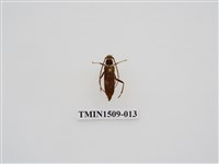 藏品(天牛科(三))的圖片